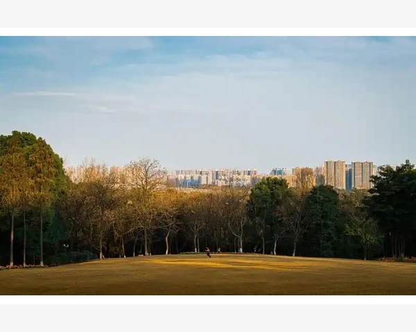 最优归脾丸：补气养血的中药奇选